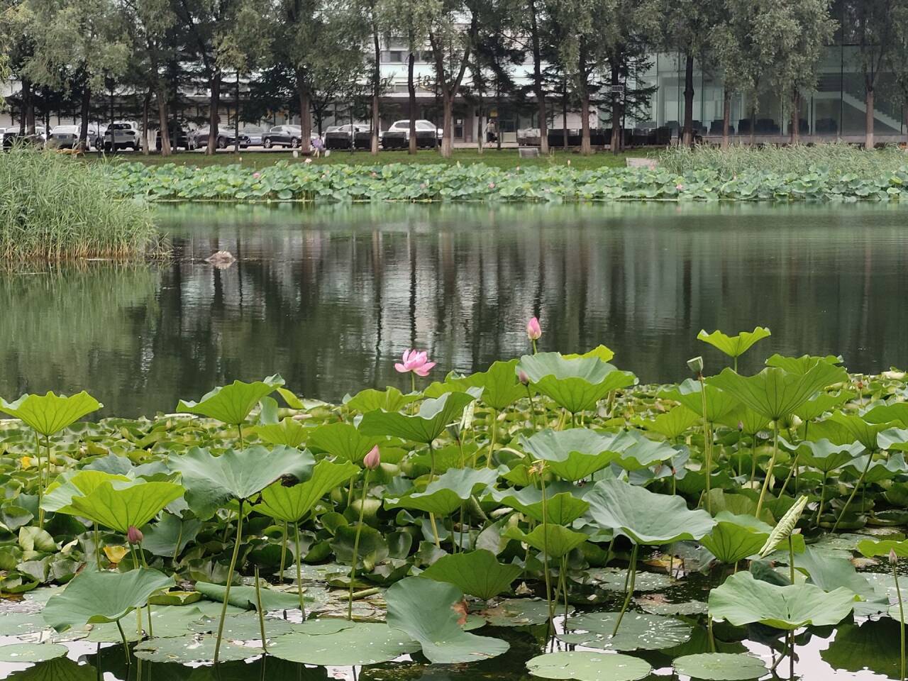 溺在雨里的夏天